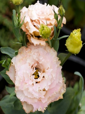 LISIANTHUS Voyage Apricot II
